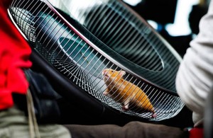 Hamster na gaiola adaptada em volante de caminhão