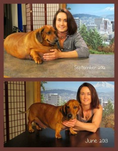 Antes e depois de cachorro obeso fazer dieta