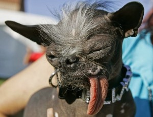 Elwood, ex-vencedor do concurso de cachorro mais feio do mundo