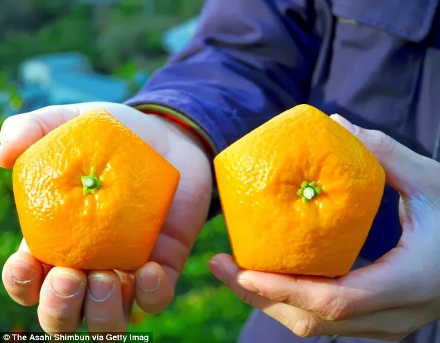 Fazendeiros japoneses criam laranja de cinco lados Parte externa da laranja de cinco lados