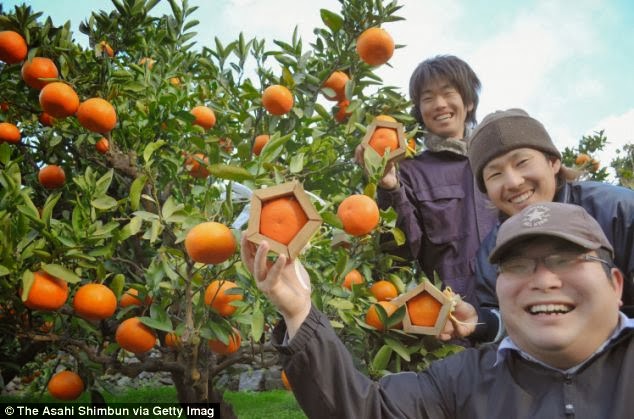 Fazendeiros japoneses criam laranja de cinco lados Fazendeiros japoneses mostram laranja de cinco lados