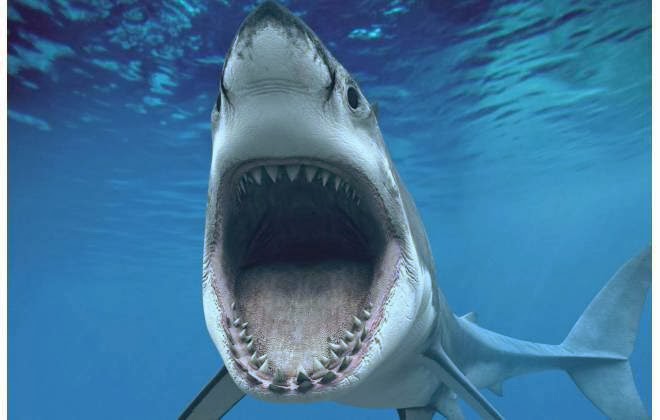 Twitter protege surfistas contra ataques de tubarões na Austrália