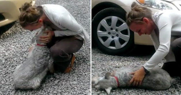 Cachorrinha desmaia de emoção ao rever a dona após dois anos