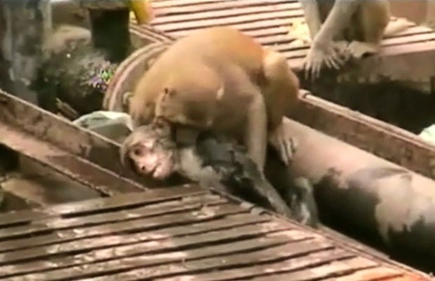 Vídeo mostra macaco ‘ressuscitando’ colega que foi eletrocutado na Índia