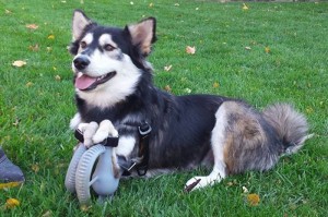 Impressora 3D ajuda cão que não podia andar