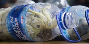 Cacatuas são contrabandeadas em garrafas de água mineral