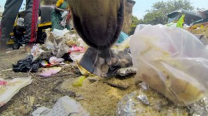 Câmera em cachorro mostra dura vida dos animais de rua