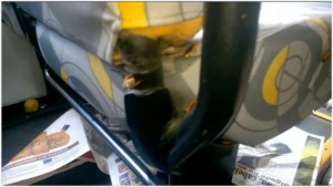 Ônibus do transporte público de SP tem infestação de baratas